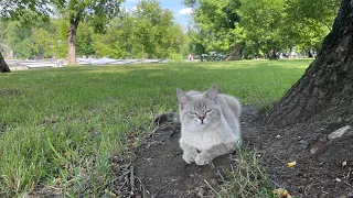 Вечерняя прогулка в Москве 😅 #котдальнобой