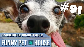 СМЕШНЫЕ ЖИВОТНЫЕ И ПИТОМЦЫ #91 АВГУСТ 2019 | Funny Pet House