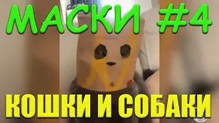 СМЕШНОЕ ВИДЕО КОШКИ И СОБАКИ Любимые домашние животные Смешные кошки и собаки Funny Cats And Dogs