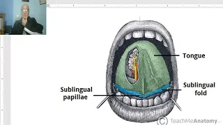 Anatomy of head and neck module in Arabic 58 (Sublingual salivary gland ) ,  Dr. Wahdan