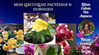 МОИ ЦВЕТУЩИЕ РАСТЕНИЯ И НОВИНКИ 4К