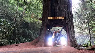 TREES OF MYSTERY | Rope Bridges, Gondolas & Driving Through A Giant Redwood Tree