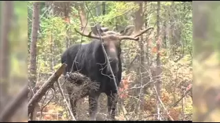 7 MOOSE KILLS!