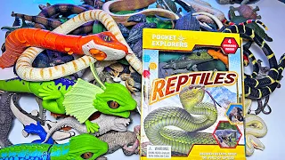 Reptiles, Crocodile, Alligator, Snake, Turtle, Frilled Neck Lizard, Iguana, Chameleon, Caiman