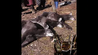 SMART PATROLLING, Musk Deer (Muschos crysogaster)