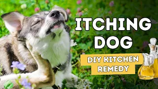 3 'New' and 'Effective' Dog Itching Kitchen Remedies
