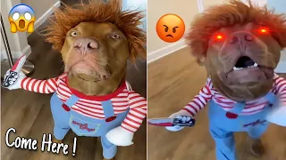 Angry Cats & Dogs That Will Put You in Happy Mood #2 🥰 | AnimalFunny