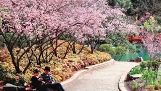 Cherry Blossom festival in Sydney || Auburn botanic gardens