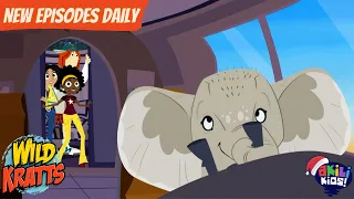 Wild Kratts | The Elephant In The Room | Akili Kids!
