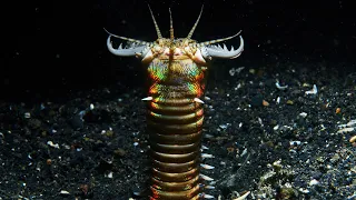 Bobbit Worm - Animal of the Week