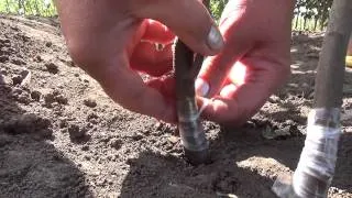 🍐Особенности Окулировки Груши на Айве. Grafting pears on quince.