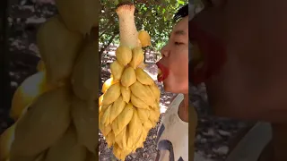 How to eat Jackfruit properly