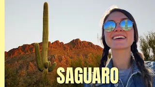We found the tallest Cactus in Saguaro National Park, Arizona (50+ feet!)