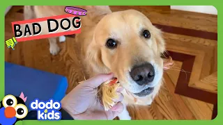 Why Does This Dog Keep Stealing His Sister's Dolls?! | Bad Boys | Dodo Kids