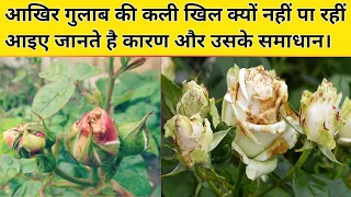 गुलाब कि कलि बनने के बाद खिल क्यों नहीं पा रही है,इस समय।why not open rose buds this season