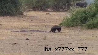 МЕДОЕД против ШАКАЛОВ🦡💪🦊 Медоед сражается с шакалами за свою добычу огромную змею🔥