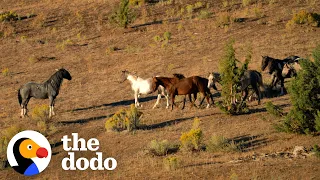 Woman Spends Over A Year Trying To Find Wild Horse And All Of His Mares And Babies | The Dodo