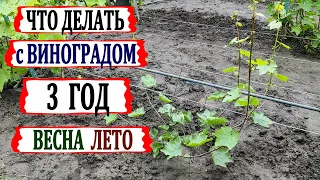 🍇 Виноград 3 ГОД! Как ПРАВИЛЬНО ФОРМИРОВАТЬ куст винограда  на УРОЖАЙ. Все операции от весны до июля