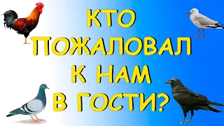 КТО ПОЖАЛОВАЛ К НАМ В ГОСТИ?!