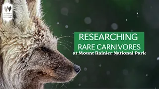 Researching Rare Carnivores in Mount Rainier with Cascades Carnivore Project