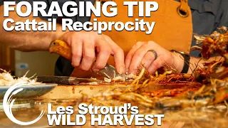 Wild Harvest Foraging Tip | Episode 8 | Cattail Reciprocity | Les Stroud