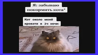 тик ток забыл покормить кота | мемы тик ток