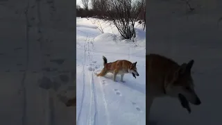 Как подзывать и кормить рабочих лаек