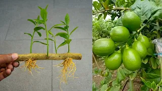 Grow lemon tree from cutting - with garlic