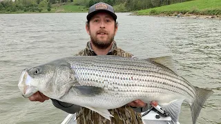 Catching BIG STRIPED BASS in PENNSYLVANIA!!