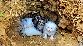 Someone's Cruel Behaviour Made These kittens Dig a Hole and Hide from People in it