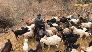 mountain herder life || lajimbudha ||