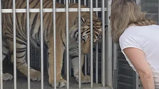 How This Woman Got the Tiger Roaming in Texas to Be Turned In