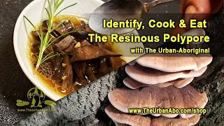 Identify, Cook & Eat the Resinous Polypore w/ The Urban-Aboriginal