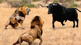 Here's What the World's Most Powerful Bull Can Do! These animals messed with the wrong bull ..