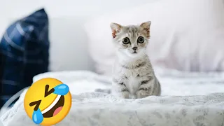 Funniest Animals 😄 New Funny Cats and Dogs Videos 😹🐶 part-3