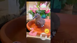 ❤️ Bird Bath Day! 🐦🛁🫧 #shortsbirds #doves #birds #dovebird #petbird #pigeon #birdbath #cutebirds