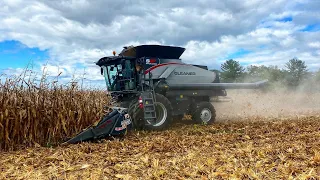 FIRST DAY OF HARVEST 2022 - Gleaner Combine in Action!