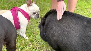 Pig meets English bull dog