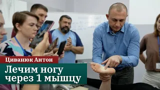 ЛЕЧИМ НОГУ ЧЕРЕЗ ОДНУ МЫШЦУ | Прикладная кинезиология. Циванюк Антон