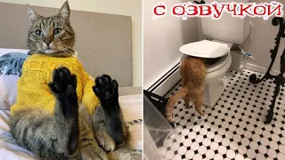 Приколы с котами! СМЕШНЫЕ КОТЫ! С озвучкой!! САМЫЕ смешные животные!!