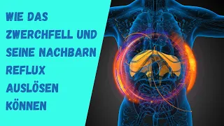 Wie das Zwerchfell und seine Nachbarn Reflux auslösen können