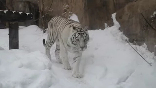 White tiger attacks girl. | Опасный белый тигр