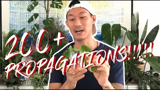The ultimate houseplant propagation video featuring 200+ plants (with growth updates)