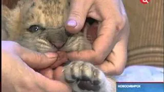 Необычный детеныш появился в Новосибирском зоопарке