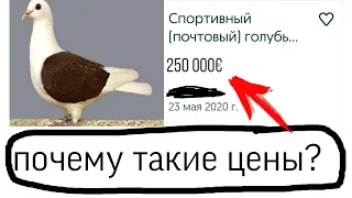 Самый дорогой голубь, почему такие высокие цены!?