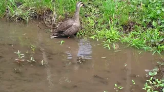 生態園のカモとその子どもたち(2)