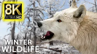 Majestic Winter Animals in 8K HDR 60FPS ULTRA HD❄️Beautiful Winter in Of Animals with Relaxing Music