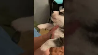 My 11 day old husky pup howling...so cute!!!!