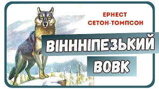 ВІННІПЕЗЬКИЙ ВОВК (Ернест Сетон-Томпсон) - АУДІОКНИГА українською мовою