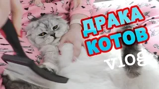 ДРАКА КОТОВ! ГОТОВИМСЯ К ЗАЩИТЕ ДИПЛОМА